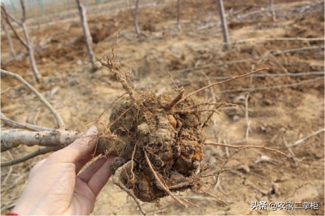 设施甜樱桃花期管理,樱桃种植技术及病虫害防治