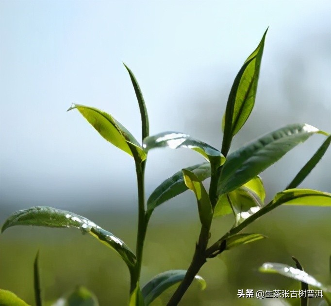 临沧茶区普洱茶优势,临沧产区的普洱茶怎么样