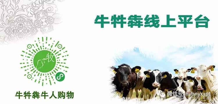 如何防止奶牛乳房炎,奶牛乳房炎反复发炎该怎么治疗