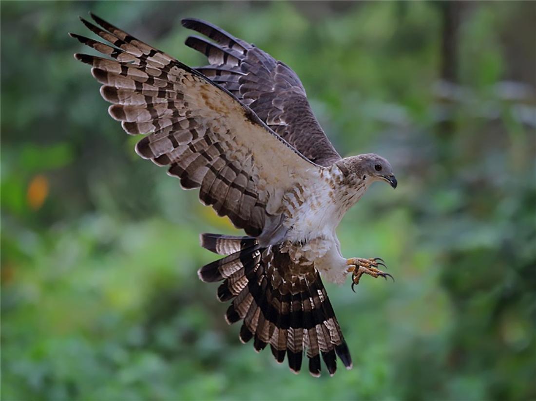 泰山上有猛禽,泰山上发现猛禽