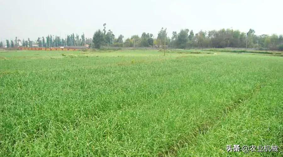 丘陵地带怎么用机械化牧草种植,湖南牧草机械化收获基地