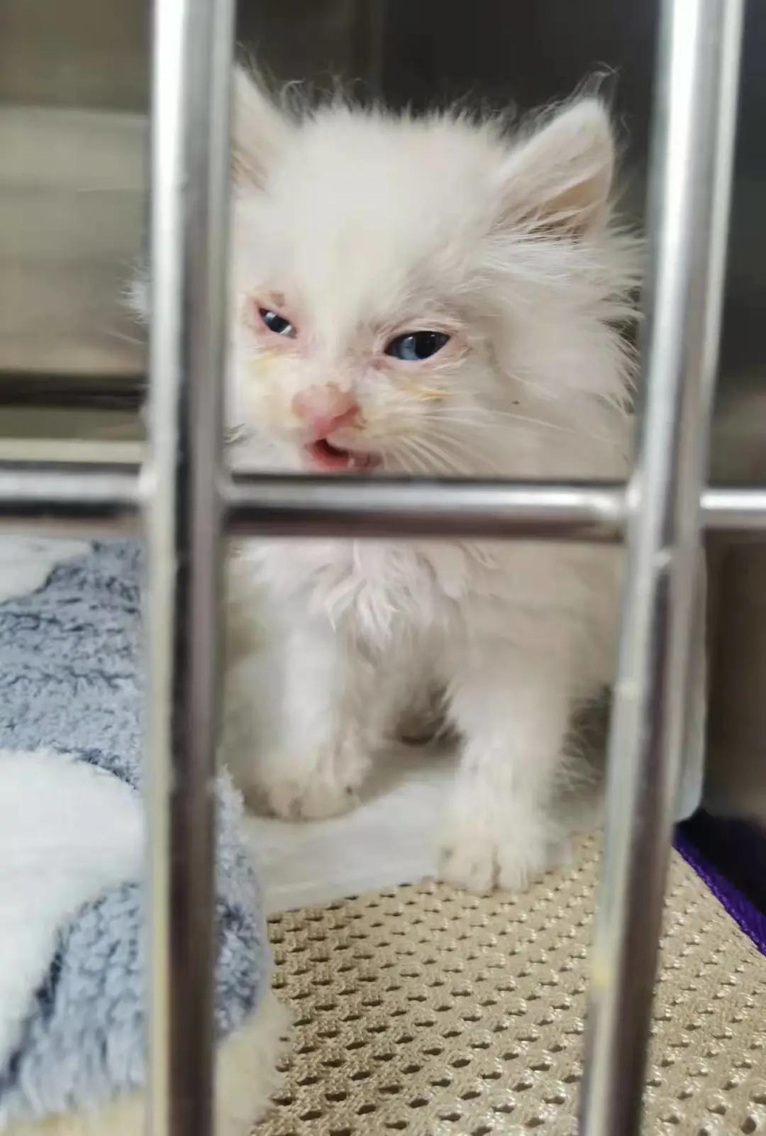 找领养新成员|你好呀，铲屎官