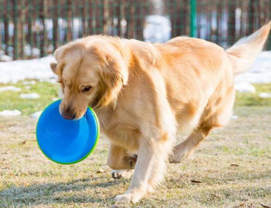 金毛训练12个动作,金毛满9个月需要怎么训练呢