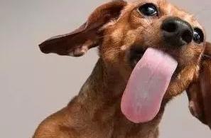 狗狗老是舔人代表什么意思,狗狗舔人意味着什么意思