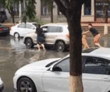 金毛犬聪明吗,德国牧羊犬聪明还是金毛犬聪明