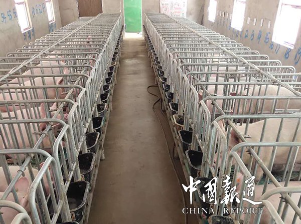 河南生猪代养,生猪代养注入致富活水