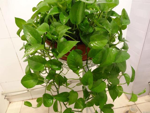 绿萝怎么才不烂根黄叶,绿萝过冬不断黄叶是这几点在作祟