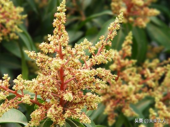 芒果花期管理最好的方法,芒果开花期间能施肥吗