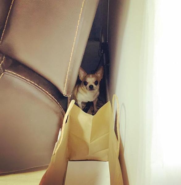 吉娃娃被气坏的视频,吉娃娃被气坏视频