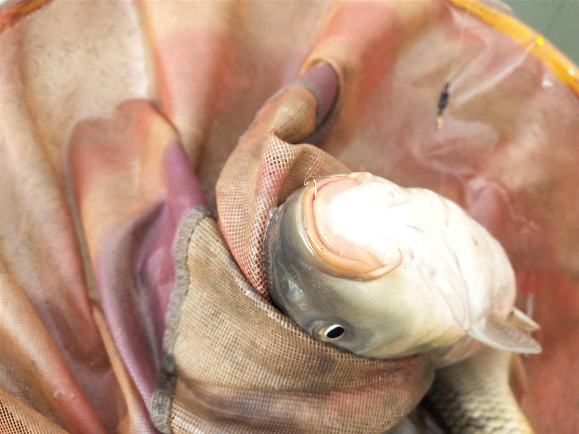 海夕鱼钩跟袖钩哪种最好用,海夕鱼钩和袖钩对比图大全