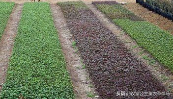 薰衣草种子生长全过程,芳香植物的养殖方法