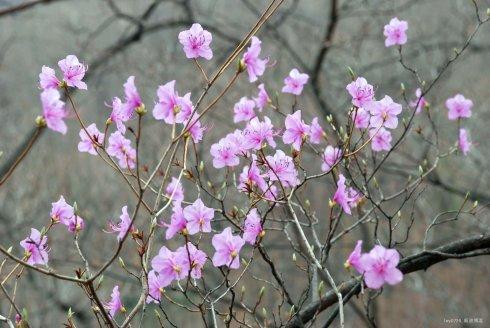 七言绝句春花二十首,春花平水韵七绝诗