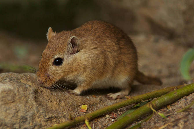 大院找猫攻略,出租房捉鼠记