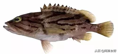 便宜常见海鲜鱼有哪些,各种名贵鱼的种类