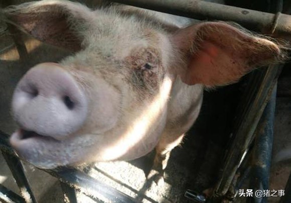 母猪身上有铜锈斑和泪斑用什么药,母猪有泪斑如何治疗