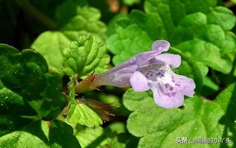 活血丹草分布,活血丹