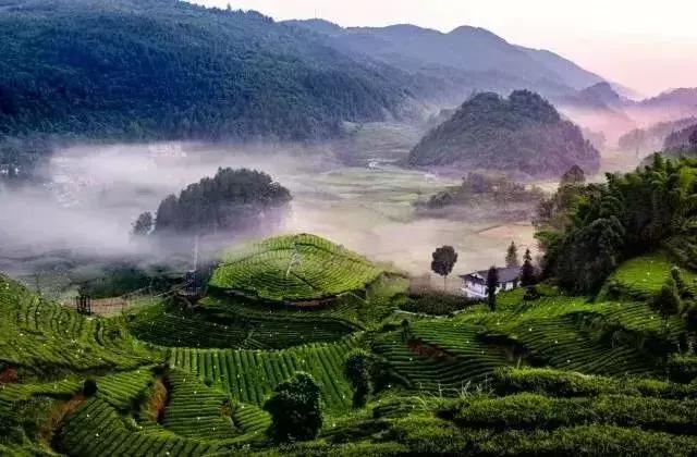 隔夜茶真的很毒吗,隔夜茶的危害辟谣