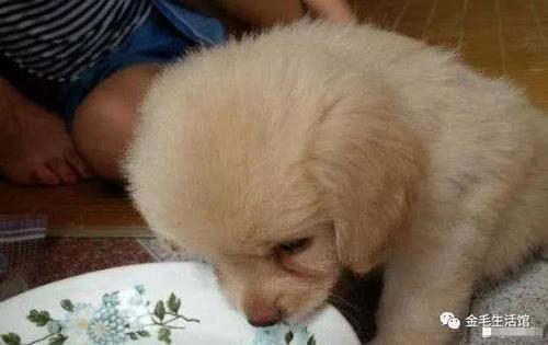 小金毛不会下楼爸爸亲自示范,两个半月的金毛不爱喝水怎么办