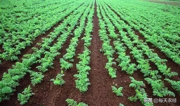 面临重茬，我们怎么办？（实用好文）