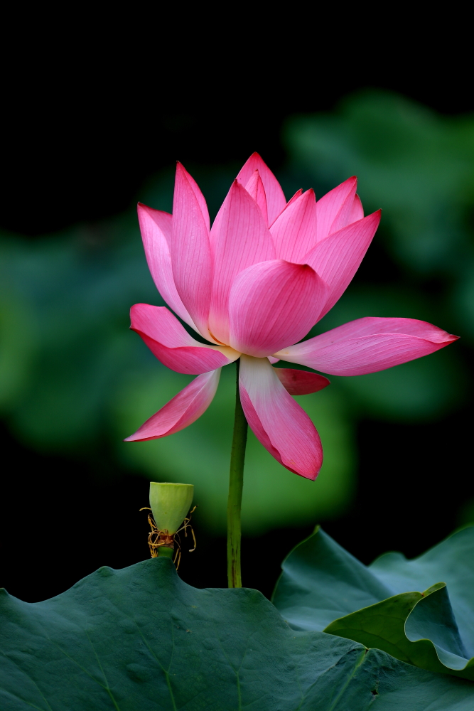 山楂树口琴吹奏g调,复音口琴演奏山楂花