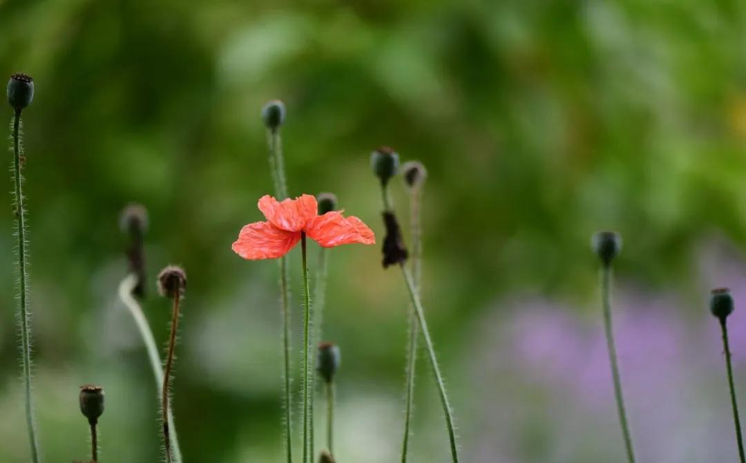 李辛的养生知识,李辛养生