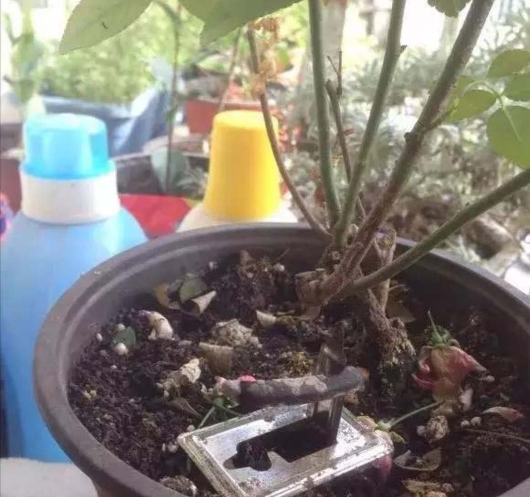 花卉虫子的种类除虫方法,怎么预防花卉生虫