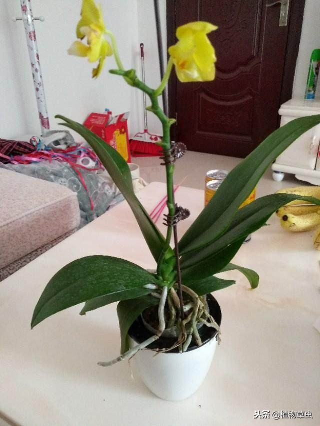 网上刚买回来的蝴蝶兰怎么处理,刚买回来的蝴蝶兰怎么处理