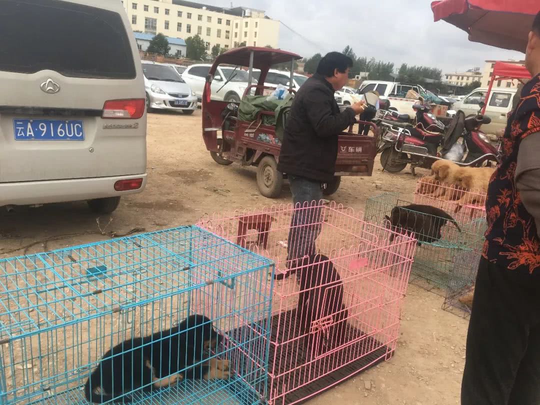 在宠物市场卖狗如何赚钱,狗市卖狗赚钱吗