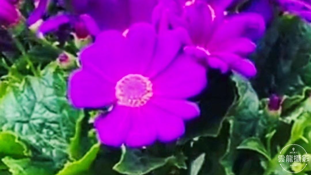 「五絕」平聲三十韻•春系列（18-37）首