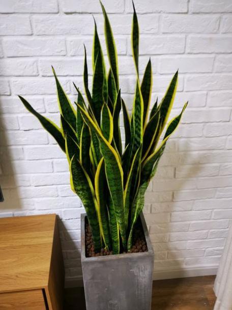 虎皮兰怎样才能养得高大,如何养好虎皮兰