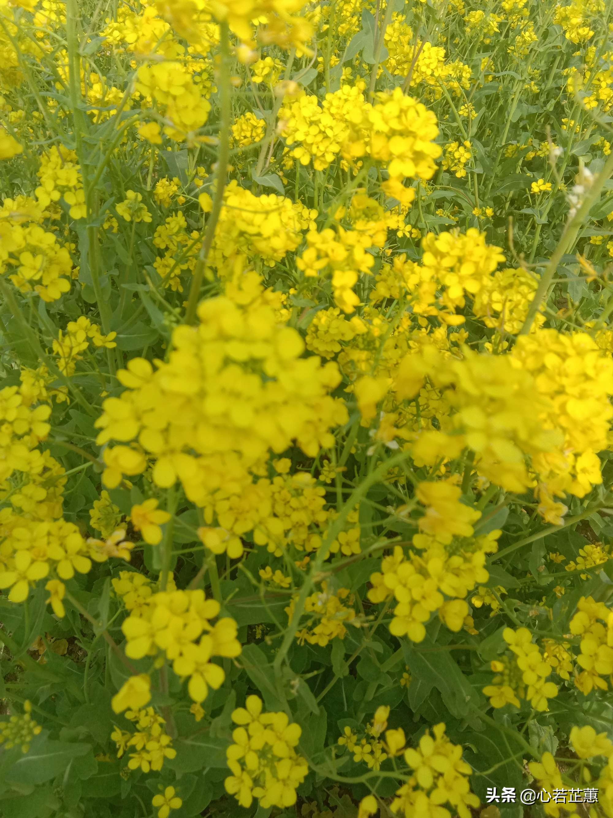 油菜花一片片的像什么,梯田油菜花和平原油菜花