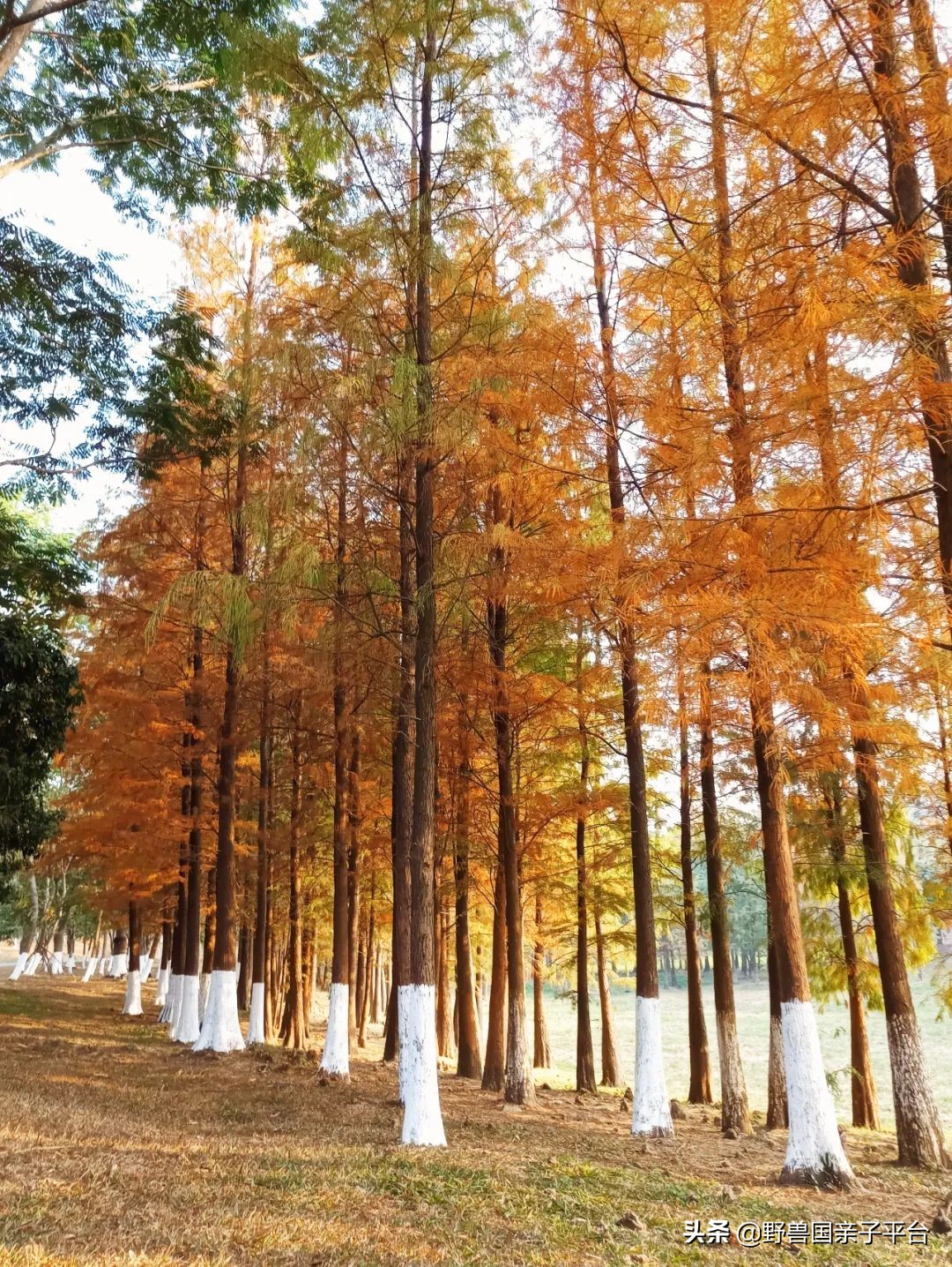 松山湖风景区松湖烟雨是哪个门,松山湖景区松湖烟雨有哪些好玩的