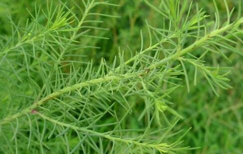 辽宁盘锦有什么吃的,辽宁吃喝玩乐一站式