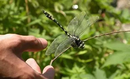 自己种菜省钱方便,自己种菜又方便又放心