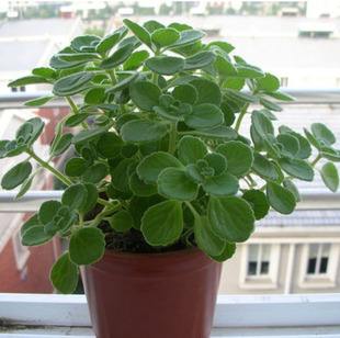 100种适合室内养的植物盆栽,10种适合室内摆放的花卉盆栽推荐