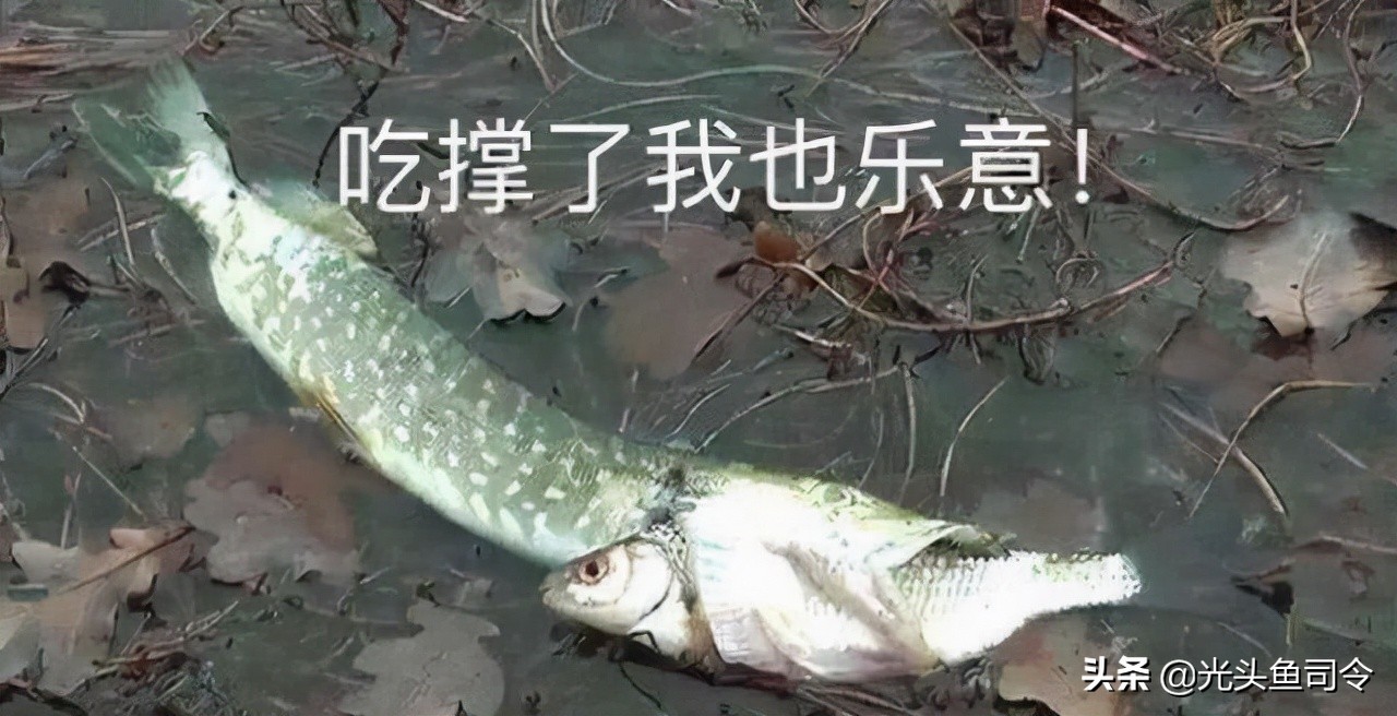 狗鱼的寿命,狗鱼寿命一般多少年