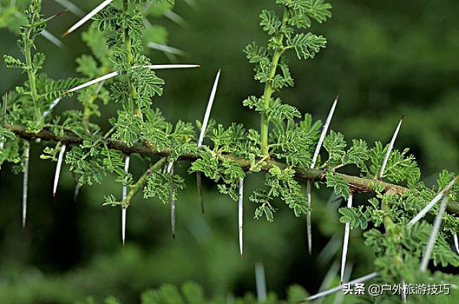 6-12岁自制鱼钩的方法,荒野求生野外自制鱼钩简单的方法
