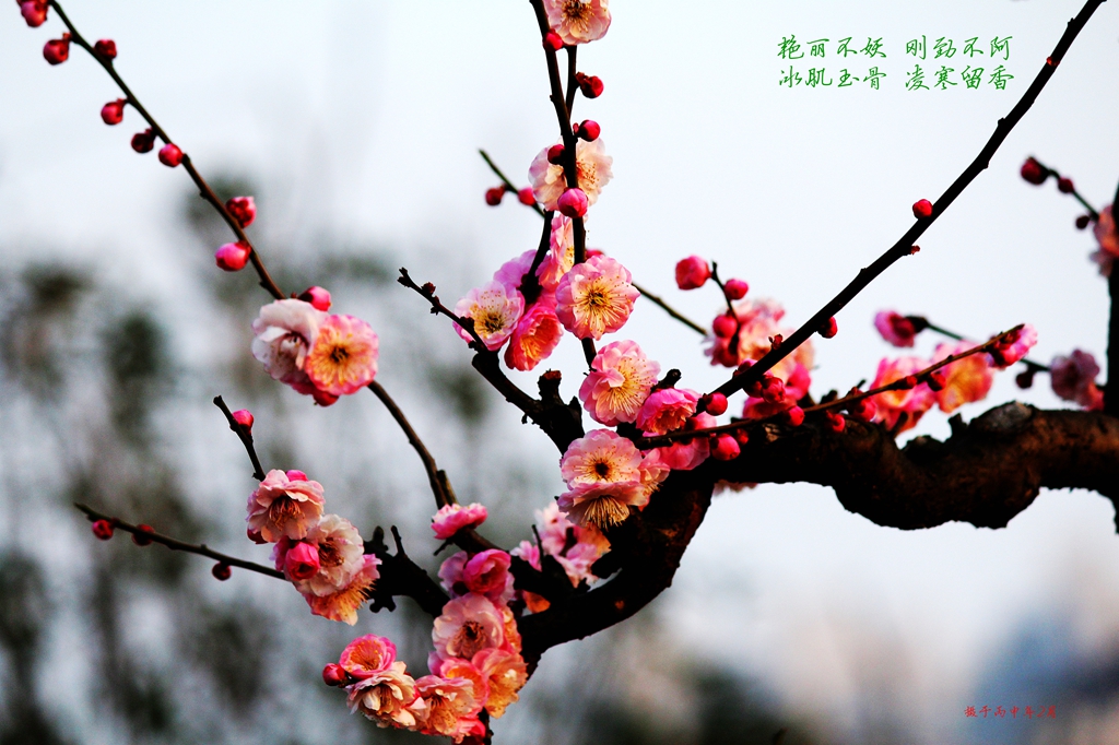 世人多媚骨唯有君如故下一句,世人多媚骨唯有君如故原文