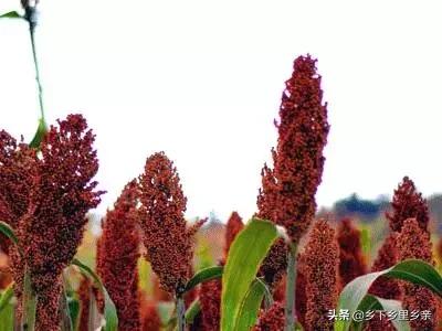 小麦引进中国之前人们吃什么,涨姿势科普刷新您对大米的认知