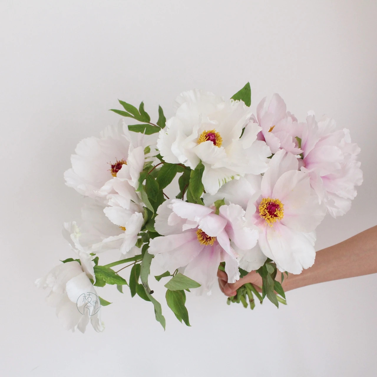 植库‖跟随仙气飘飘的油牡丹，追寻春天的步伐