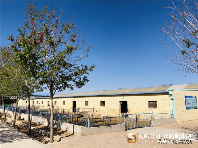 决战脱贫攻坚的微视频,甘肃武威民勤养羊