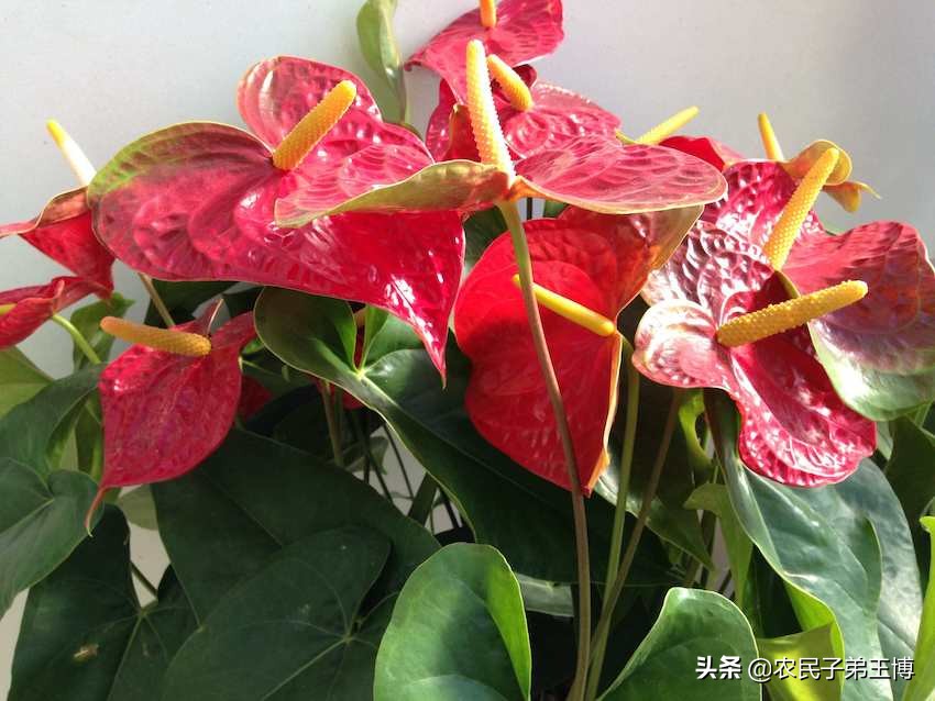 花烛叶子变黄是什么原因引起的,花烛叶片枯萎了怎么处理