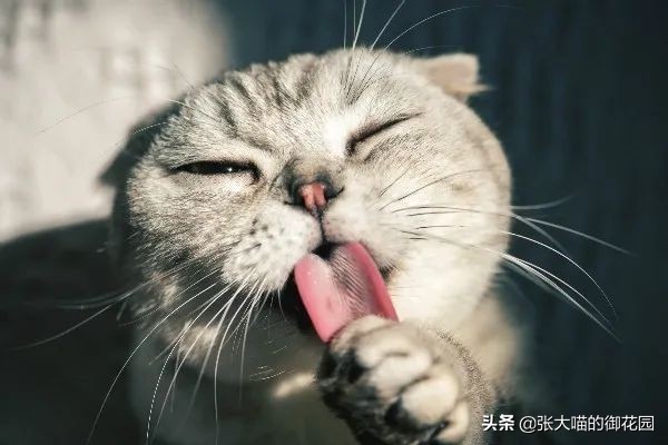小奶猫有必要喝羊奶粉吗,猫咪一定要吃宠物羊奶粉吗