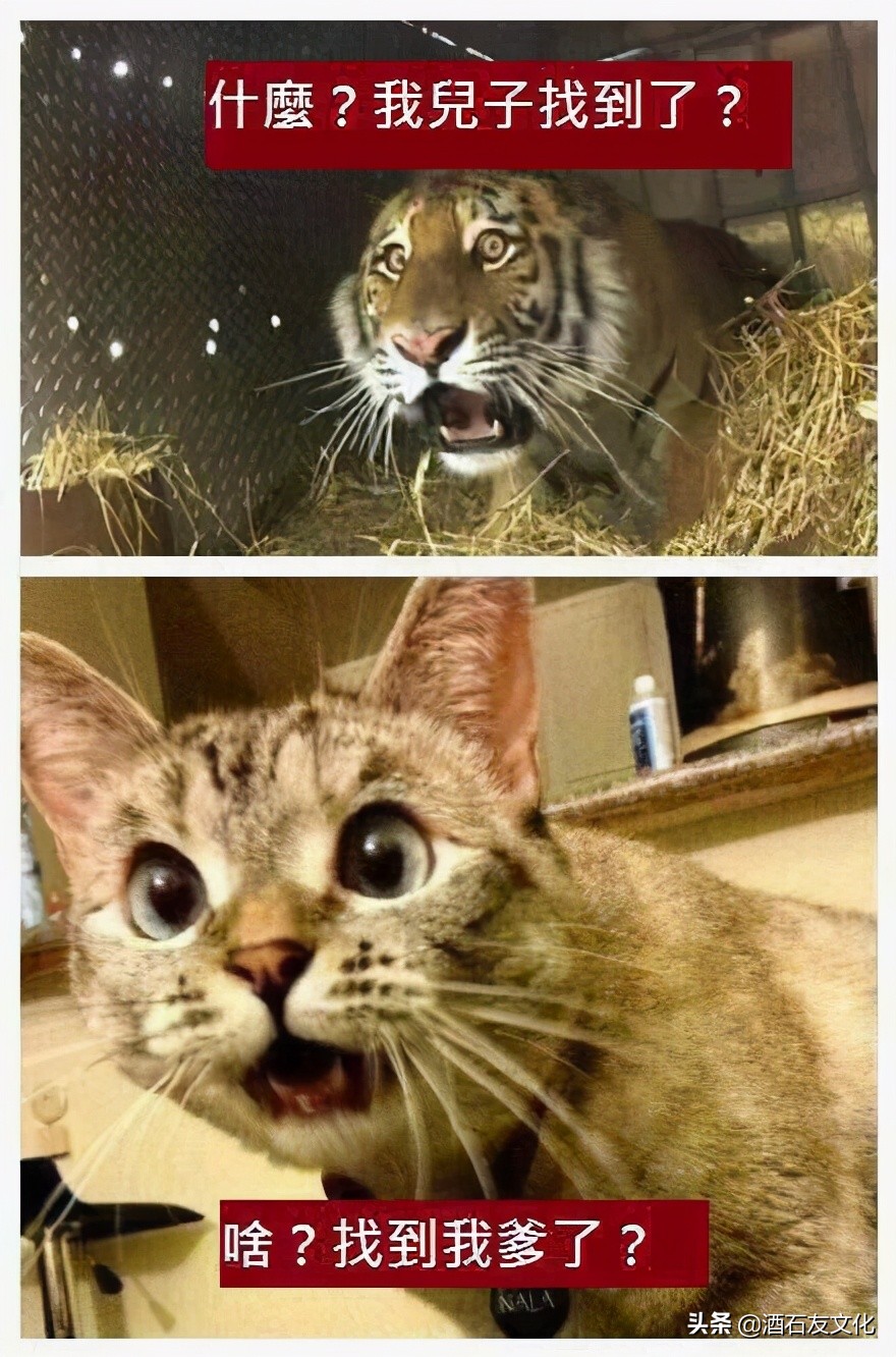 狗见了老虎和猫见到老虎的反应,猫第一次见到老虎会怎样