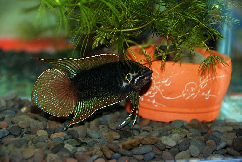 圆尾斗鱼怎么养出状态,中国斗鱼圆尾斗鱼