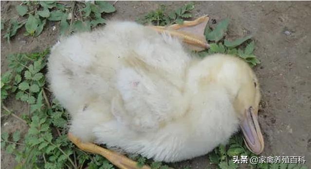 大鸭子拉白稀什么药好得快,鸭子拉白稀粪用什么药治疗