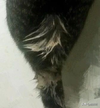 猫咪手脏怎么清洗,如何洗猫咪粘毛的物品