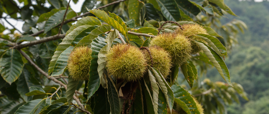 板栗干枯病怎么治,板栗树叶子发黄干枯怎么办