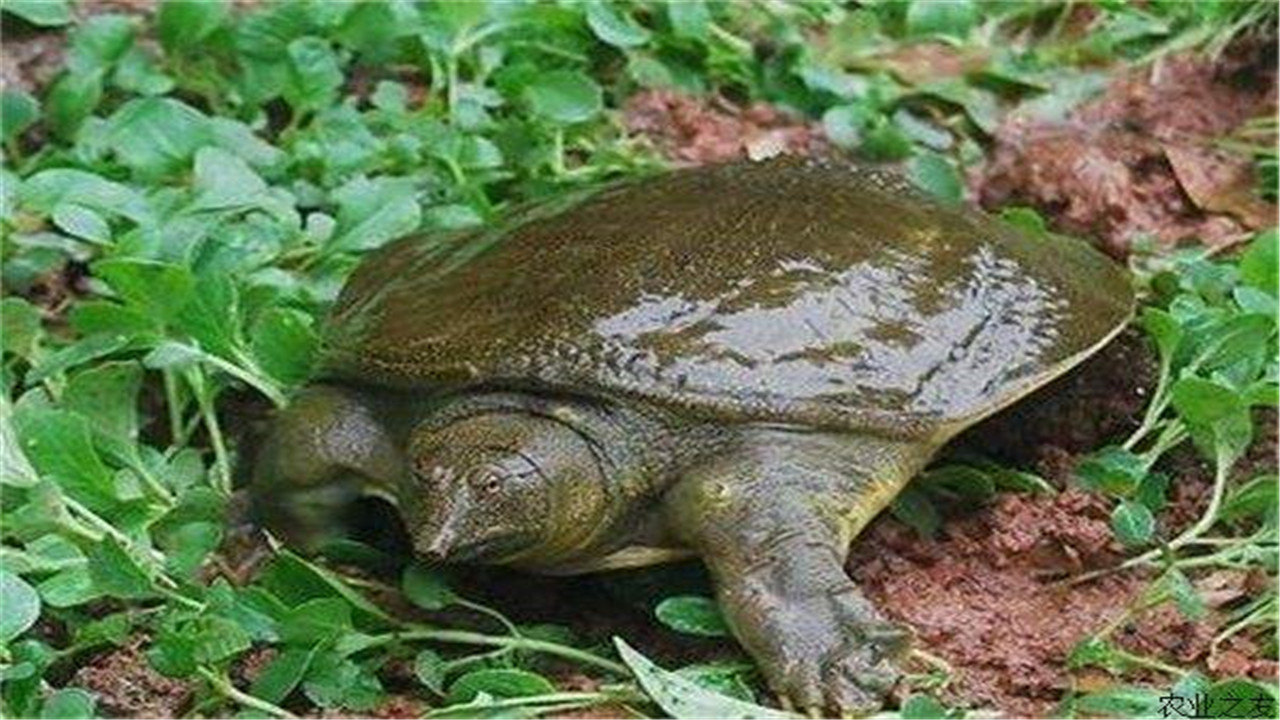 中华鳖的病害防治与管理,鳖病防治