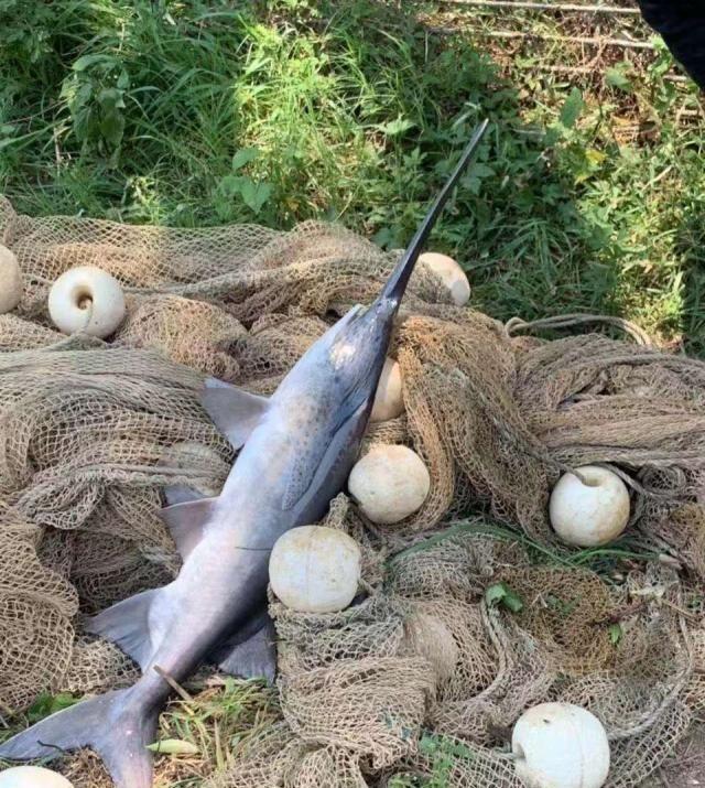 鸭嘴鱼在中国到底有没有,鸭嘴鱼入侵物种